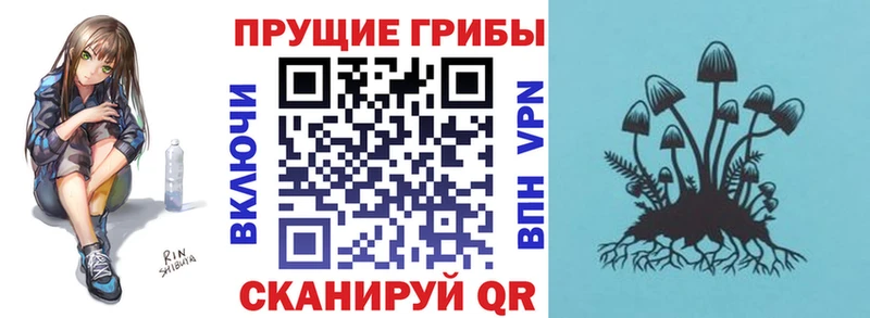 закладка  Агидель  Псилоцибиновые грибы Psilocybe 